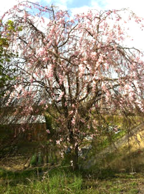 いつもの散歩の堤防に咲く桜