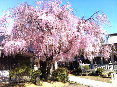 真宮神社の枝垂れ桜
