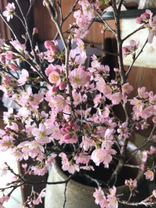 桜・満開！