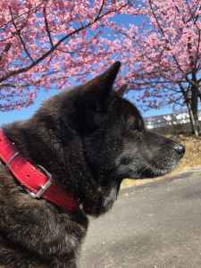 法多山近くで咲く河津桜・シャリ