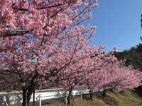 法多山近くで咲く河津桜