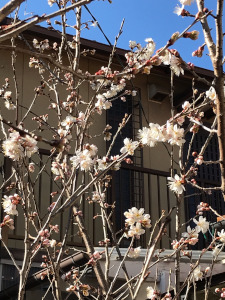 裏庭のサクランボの木・開花
