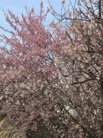 堤防の早咲き桜