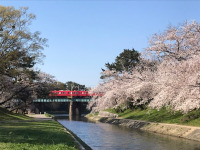 岡崎公園の桜と名鉄電車