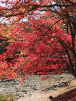 タカドヤ湿地の紅葉