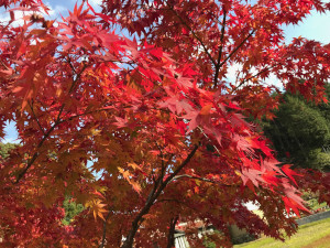 三河湖の紅葉
