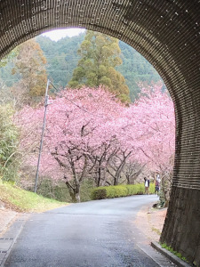 河津桜と旧田口線トンネル（新城・長篠）