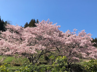 満開の桜（新城）