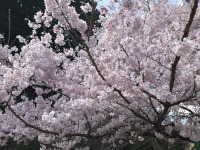 満開の桜（新城）