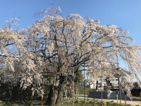 行福寺のしだれ桜