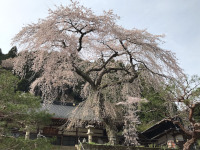 慶泉寺のしだれ桜（東栄町）