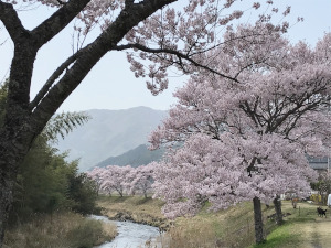 名倉川・清水のコヒガンザクラ並木