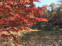 タカドヤ湿地の紅葉