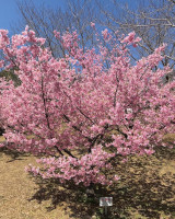 赤塚山の河津桜