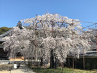 行福寺（豊田市）樹齢250年しだれ桜