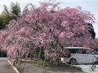 幸田文化公園・しだれ桜