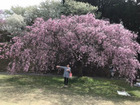 幸田文化公園・しだれ桜