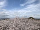 御津山（豊川市）展望台からの桜