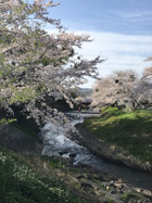 音羽川（豊川市）の桜