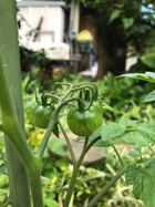 家庭菜園・ミニトマト