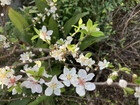 裏庭のユスラウメの花