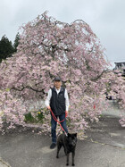 駒ヶ根旅行・光前寺にて、満開のしだれ桜！